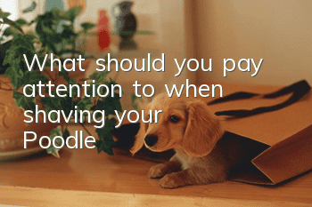 What should you pay attention to when shaving your Poodle?