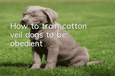 How to train cotton veil dogs to be obedient