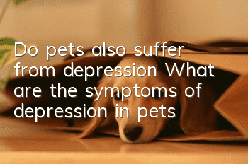 Do pets also suffer from depression? What are the symptoms of depression in pets?