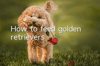 How to feed golden retrievers
