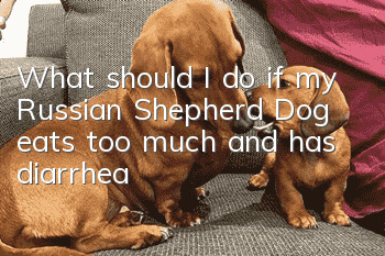 What should I do if my Russian Shepherd Dog eats too much and has diarrhea?