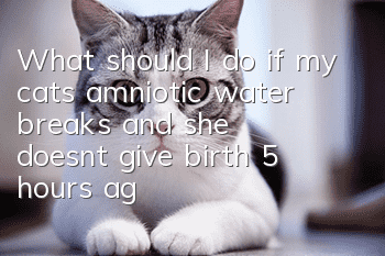 What should I do if my cat’s amniotic water breaks and she doesn’t give birth 5 hours ago?