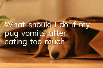 What should I do if my pug vomits after eating too much?