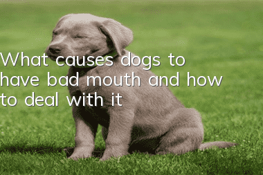What causes dogs to have bad mouth and how to deal with it?