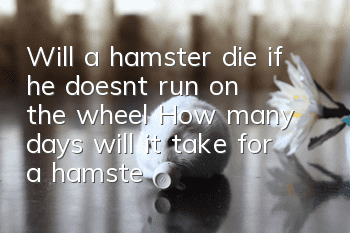Will a hamster die if he doesn't run on the wheel? How many days will it take for a hamster to die if he doesn't run on the wheel?