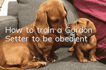 How to train a Gordon Setter to be obedient