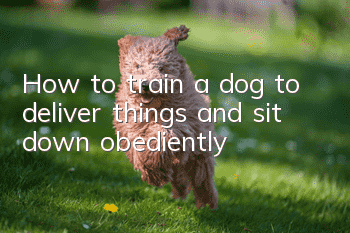 How to train a dog to deliver things and sit down obediently?