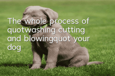 The whole process of "washing, cutting and blowing" your dog