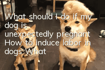 What should I do if my dog is unexpectedly pregnant? How to induce labor in dogs? What should you pay attention to when having an abortion?