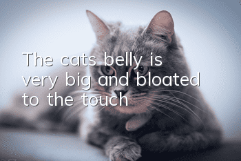 The cat’s belly is very big and bloated to the touch