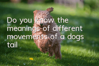 Do you know the meanings of different movements of a dog’s tail?