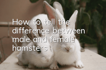 How to tell the difference between male and female hamsters