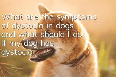 What are the symptoms of dystocia in dogs, and what should I do if my dog has dystocia?