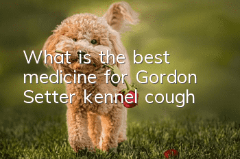 What is the best medicine for Gordon Setter kennel cough?