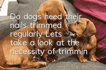Do dogs need their nails trimmed regularly? Let’s take a look at the necessity of trimming your dog’s nails!