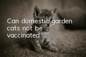 Can domestic garden cats not be vaccinated?