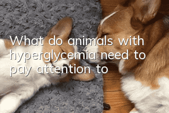 What do animals with hyperglycemia need to pay attention to?