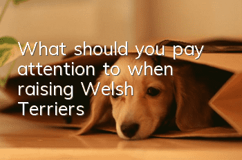 What should you pay attention to when raising Welsh Terriers?