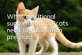 What nutritional supplements do cats need to take when pregnant?