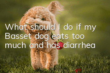 What should I do if my Basset dog eats too much and has diarrhea?