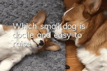 Which small dog is docile and easy to raise?