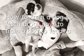 How to train a dog to fetch a ball, how to train a dog to fetch a ball!