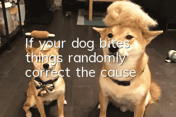 If your dog bites things randomly, correct the cause!