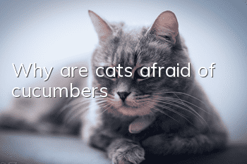 Why are cats afraid of cucumbers?