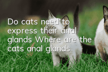 Do cats need to express their anal glands? Where are the cat’s anal glands?