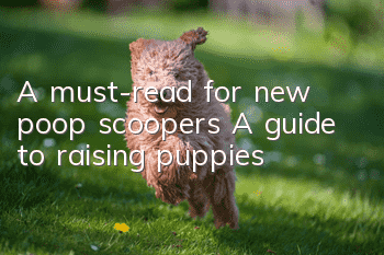 A must-read for new poop scoopers: A guide to raising puppies