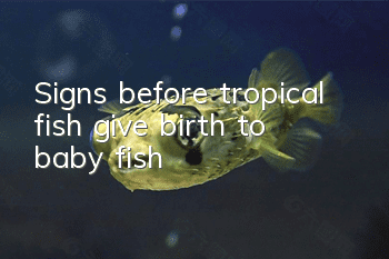 Signs before tropical fish give birth to baby fish