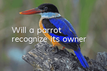 Will a parrot recognize its owner?