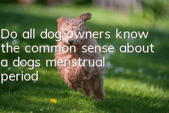 Do all dog owners know the common sense about a dog’s menstrual period?
