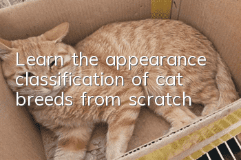 Learn the appearance classification of cat breeds from scratch