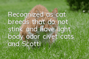 Recognized as cat breeds that do not stink and have light body odor, civet cats and Scottish fold cats are on the list