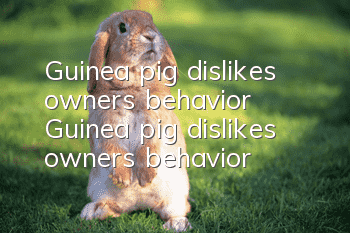 Guinea pig dislikes owner's behavior Guinea pig dislikes owner's behavior