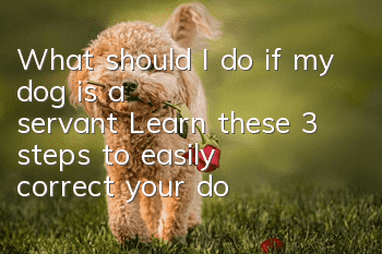 What should I do if my dog is a servant? Learn these 3 steps to easily correct your dog’s bad habit of jumping on people.