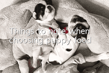 Things to note when choosing puppy food