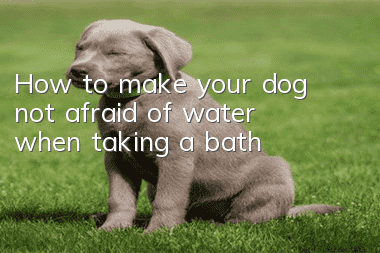 How to make your dog not afraid of water when taking a bath
