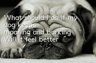 What should I do if my dog keeps moaning and barking? Will it feel better?