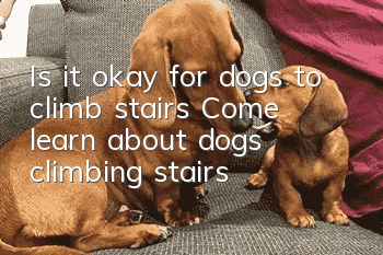 Is it okay for dogs to climb stairs? Come learn about dogs climbing stairs!
