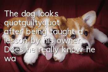 The dog looks "guilty" after being taught a lesson by his owner. Does he really know he was wrong?