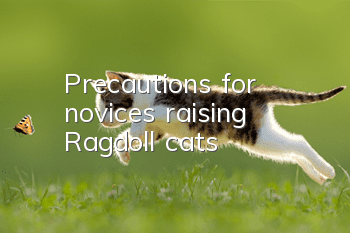 Precautions for novices raising Ragdoll cats