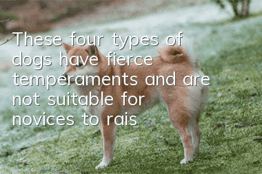 These four types of dogs have fierce temperaments and are not suitable for novices to raise.
