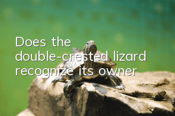 Does the double-crested lizard recognize its owner?