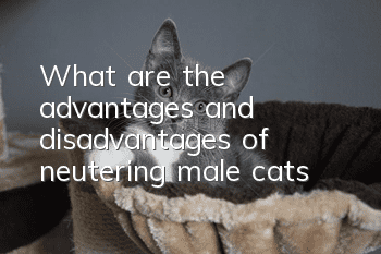 What are the advantages and disadvantages of neutering male cats?