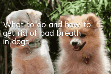 What to do and how to get rid of bad breath in dogs