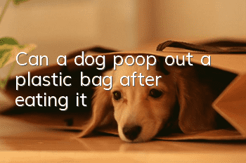 Can a dog poop out a plastic bag after eating it?
