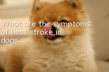What are the symptoms of heat stroke in dogs?