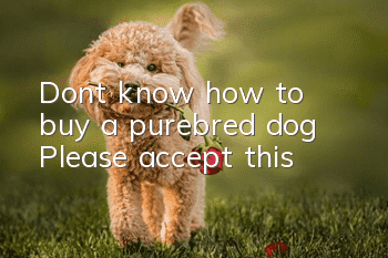 Don’t know how to buy a purebred dog? Please accept this!